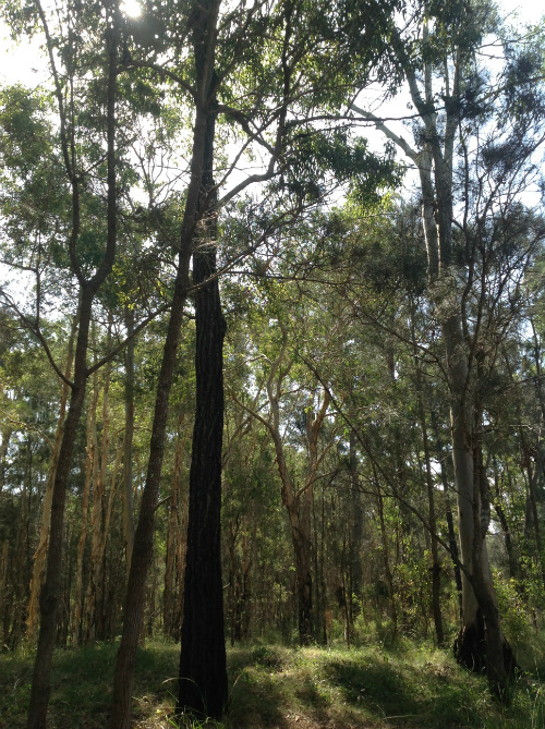 Uneucalyptus siderophloia (grey ironbark)